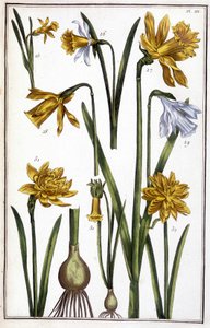 Imagen desconocida de Maria Sibylla Merian