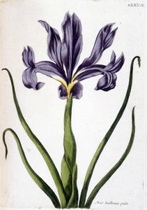 Imagen desconocida de Maria Sibylla Merian