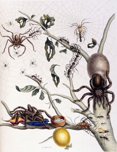 Varios arácnidos de Sudamérica, 1726 de Maria Sibylla Merian