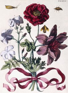 Varios insectos y flores europeos de Maria Sibylla Merian