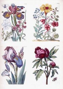 Varios insectos y flores europeos