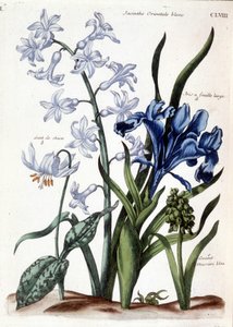 Jacinto oriental blanco, iris de hoja grande, diente de perro, muscari azul grande - en 