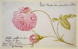 Hoja de álbum con una rosa, 1675 de Maria Sibylla Merian