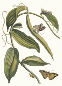 Banille. Del Libro Metamorphosis insectorum Surinamensium, 1705 de Maria Sibylla Merian