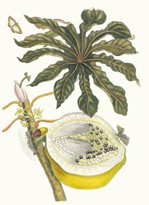 Carica papaya. Del libro Metamorphosis insectorum Surinamensium, 1705 de Maria Sibylla Merian