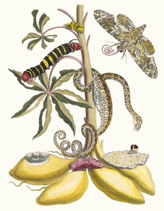 Cassave. Del libro Metamorphosis insectorum Surinamensium, 1705 de Maria Sibylla Merian
