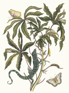 Yuca. Del libro Metamorphosis insectorum Surinamensium, 1705 de Maria Sibylla Merian