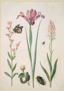  de Maria Sibylla Merian