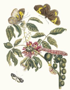 Coronilla Americana Arborescens. Del Libro Metamorphosis insectorum Surinamensium, 1705 de Maria Sibylla Merian