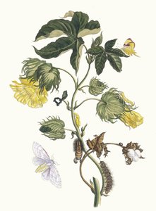 Cotonier. Del Libro Metamorphosis insectorum Surinamensium de Maria Sibylla Merian