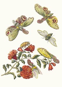 Granadero. Del Libro Metamorphosis insectorum Surinamensium, 1705 de Maria Sibylla Merian