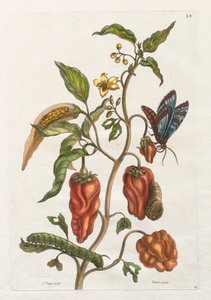 Historia general de los insectos de Surinam y de Europa: Vol I, No. 55 - Pimienta de Jamaica de Maria Sibylla Merian
