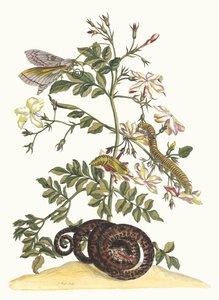 Jasminum grandiflorum. Del Libro Metamorphosis insectorum Surinamensium de Maria Sibylla Merian