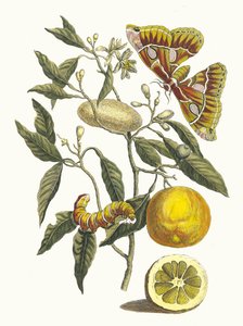 Limón. Del libro Metamorphosis insectorum Surinamensium de Maria Sibylla Merian