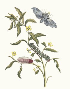 Ludwigia octovalvis. Del libro Metamorphosis insectorum Surinamensium