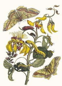 Pallisaden-boom. Del libro Metamorphosis insectorum Surinamensium de Maria Sibylla Merian
