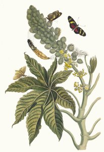Palma Christi. Del libro Metamorphosis insectorum Surinamensium, 1705 de Maria Sibylla Merian