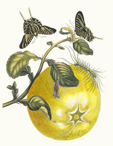 Pompelmous. Del libro Metamorphosis insectorum Surinamensium, 1705 de Maria Sibylla Merian