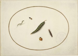 Orugas e insectos, en un óvalo horizontal, bordeados por una línea dorada, ejecutados finamente como una miniatura de Maria Sibylla Merian