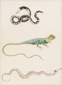 Lagarto gusano sudamericano de cabeza pequeña, iguana o lagarto arborícola de las Indias orientales y pez pipa de Maria Sibylla Merian