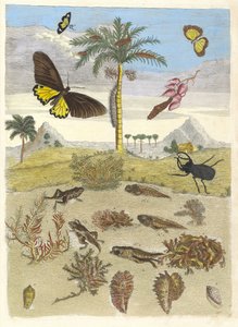 Escarabajo Ciervo, Anfibios y Palmeras. Del libro Metamorphosis insectorum de Maria Sibylla Merian