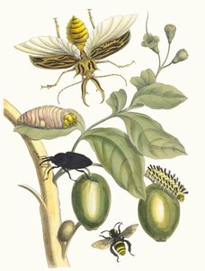 Tabrouba. Del Libro Metamorphosis insectorum Surinamensium, 1705 de Maria Sibylla Merian