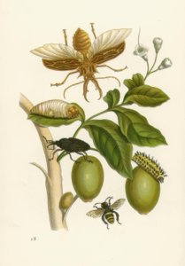 Árbol Tabrouba, escarabajo ... / M.S. Merian de Maria Sibylla Merian