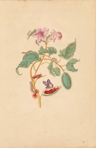El Rocu con orugas, polillas y mariposas de Maria Sibylla Merian