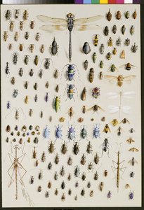 Ciento cincuenta insectos, dominados en la parte superior por una gran libélula de Marian Ellis Rowan