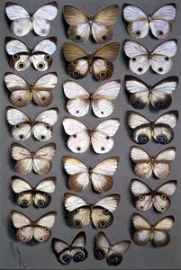 Mariposas papúas 2