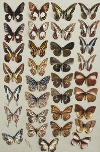 Treinta y tres mariposas, en cuatro columnas, pertenecientes a las familias Papilionidae y Danainae de Marian Ellis Rowan