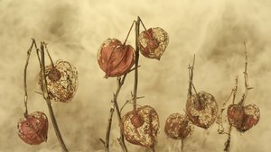 Farolillos de otoño secos