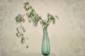 Naturaleza muerta con lúpulo verde de Marie-anne Stas
