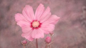 Cosmos rosa pálido de Marie-anne Stas