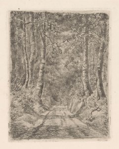 Bosque a lo largo de un camino hundido