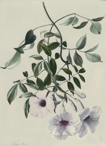 Jazmín de Marie Anne