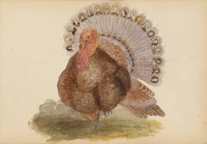 El álbum de Madame B de Marie Blanche Hennelle Fournier