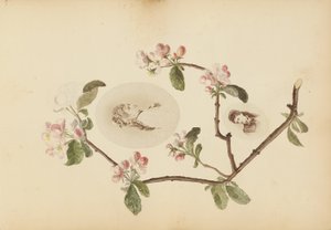 El álbum de Madame B
