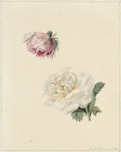 Estudios de una rosa rosa y una rosa blanca de Marie Louise Praetorius
