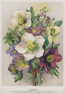 Helleborus de Marie Low
