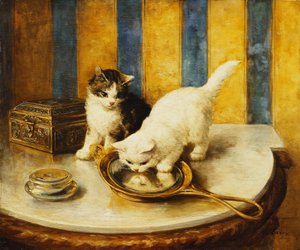 Reflejos felinos