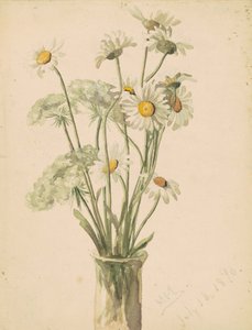 Margaritas y encaje de la reina Ana en un jarrón, 1890 de Marietta Minnegerode Andrews