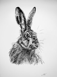 Dibujo de una liebre curiosa