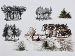 Estudios de árboles del bosque