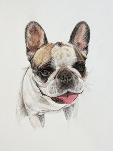 Bulldog francés feliz