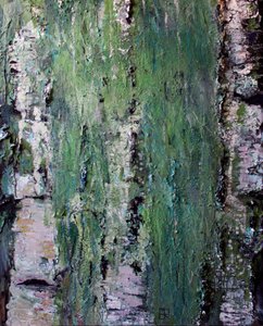 Corteza de abedul cubierta de musgo verde de Marina Nelson