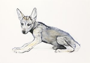 Cachorro de lobo árabe adolescente, 2009 de Mark Adlington