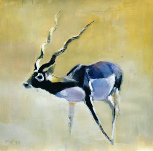 Ciervo negro, Velavadar, 1997 de Mark Adlington