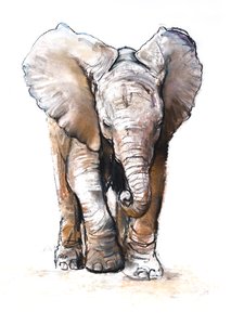 Concentración (elefante bebé), 2018 de Mark Adlington