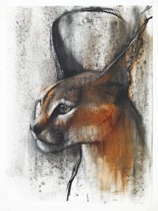 Caracal egipcio (árabe), 2009 (conté y carbón sobre papel)